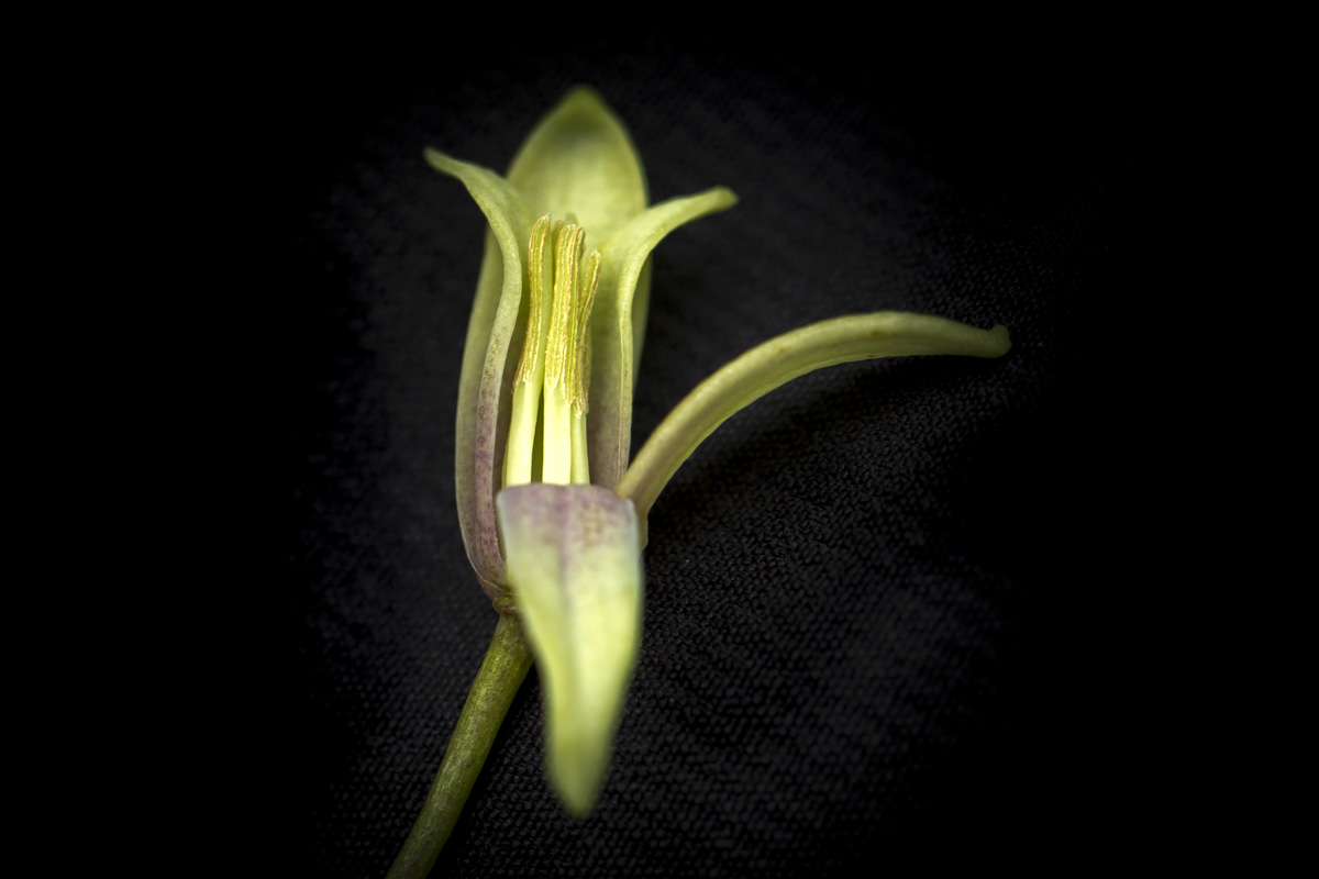 Lardizabalaceae eFlora of India